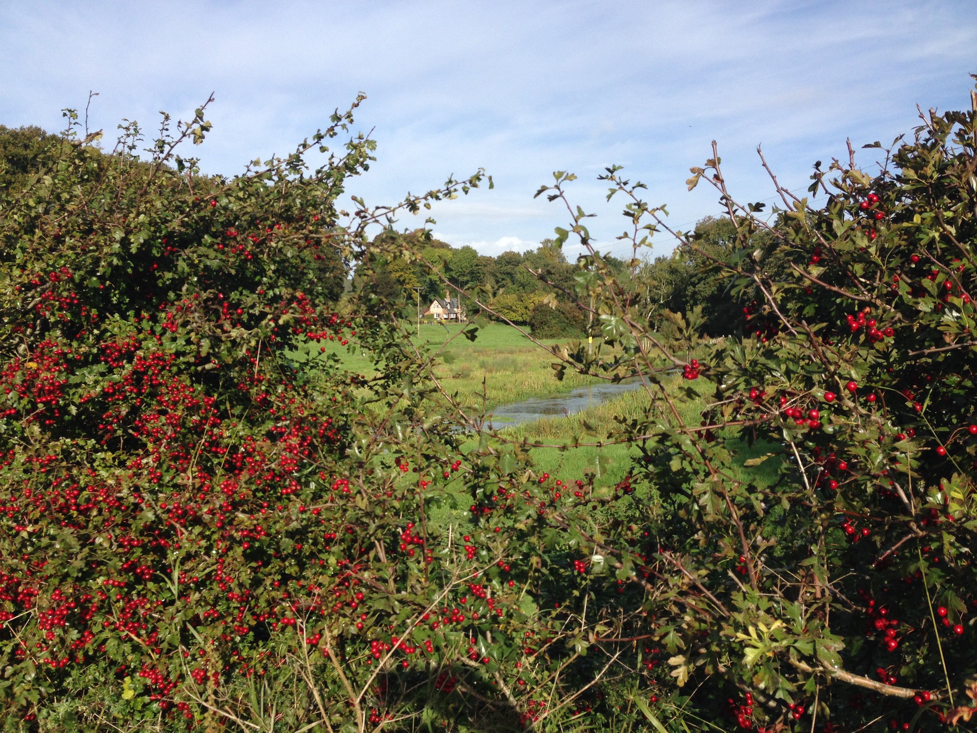 Wellbeing - A Gently paced walk from Alresford (Gear 1)