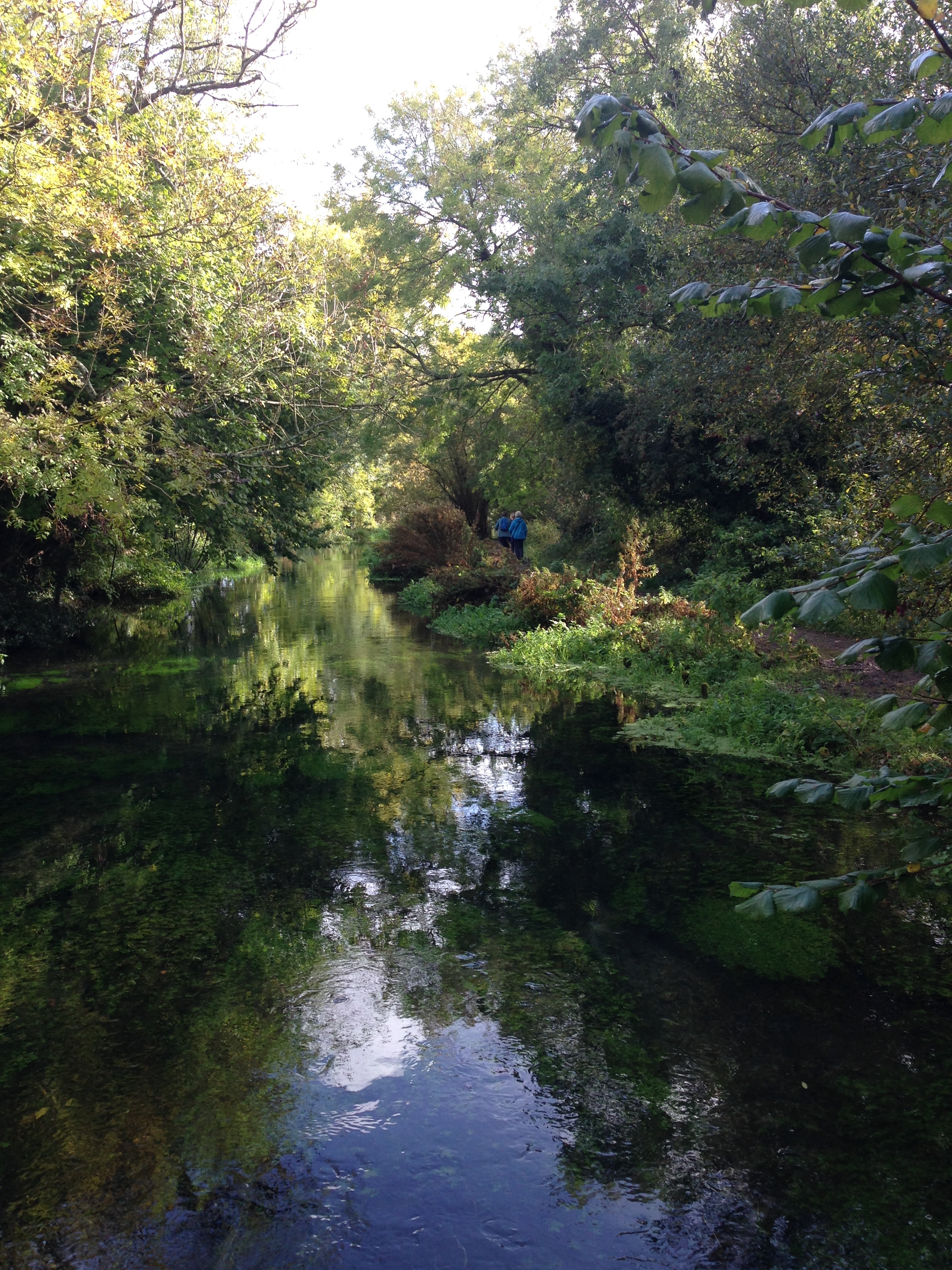 Wellbeing - A Gently paced walk from Alresford (Gear 1)