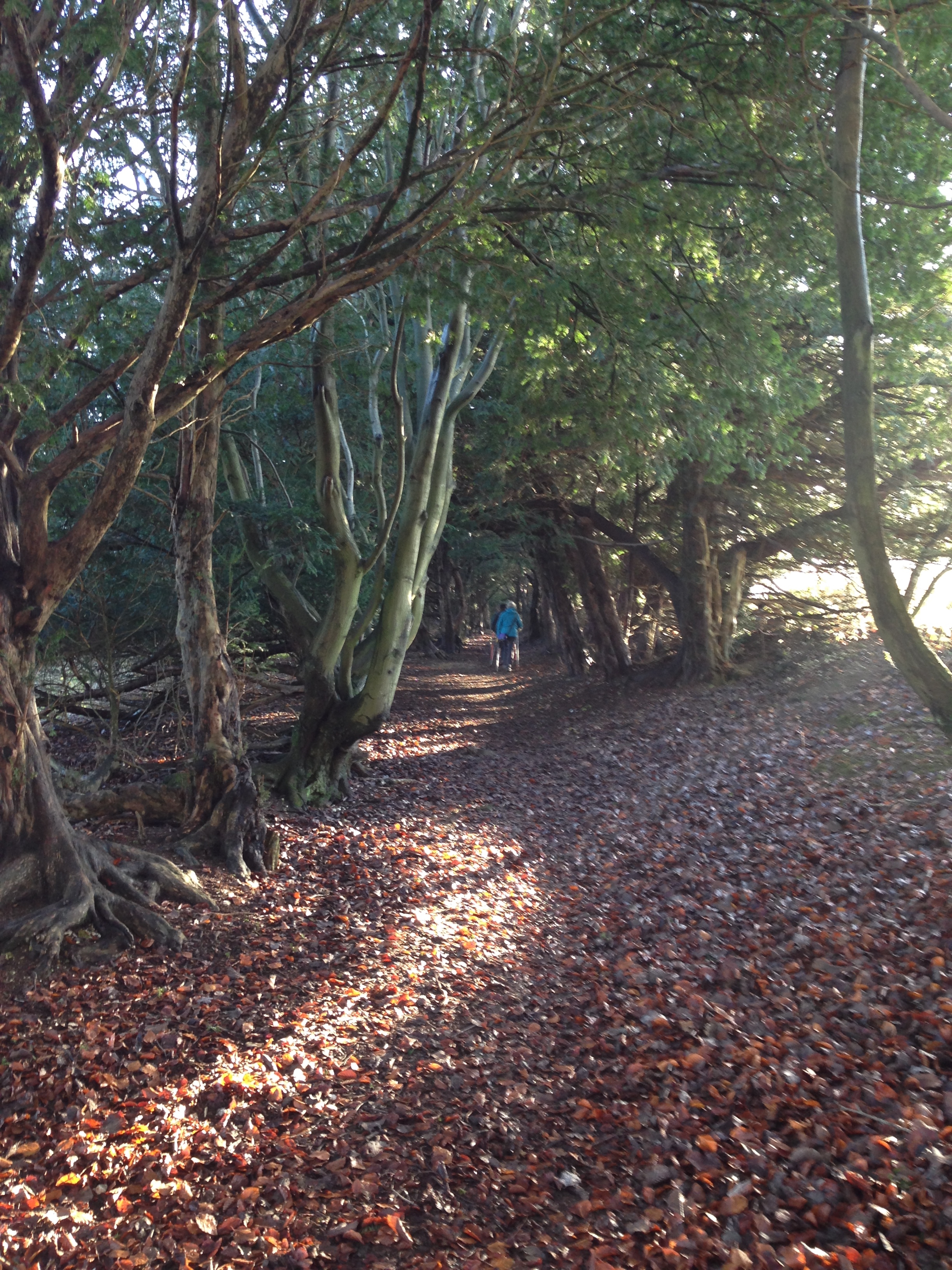 A great walk through Farley Mount Country Park - (gear 1 to 2) - 4 miles
