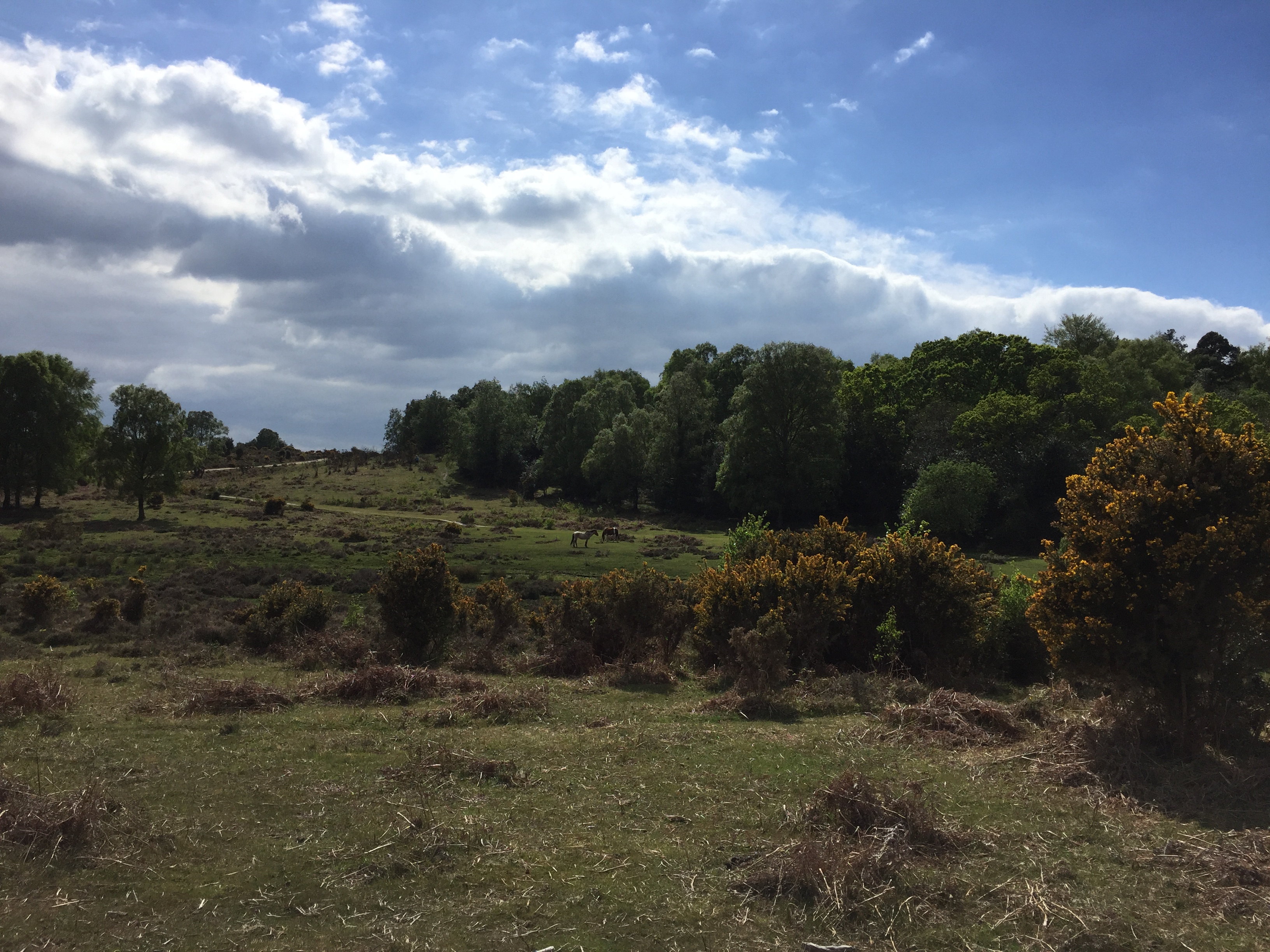 Burley Workout Walk