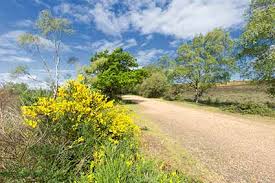 Burley Workout Walk