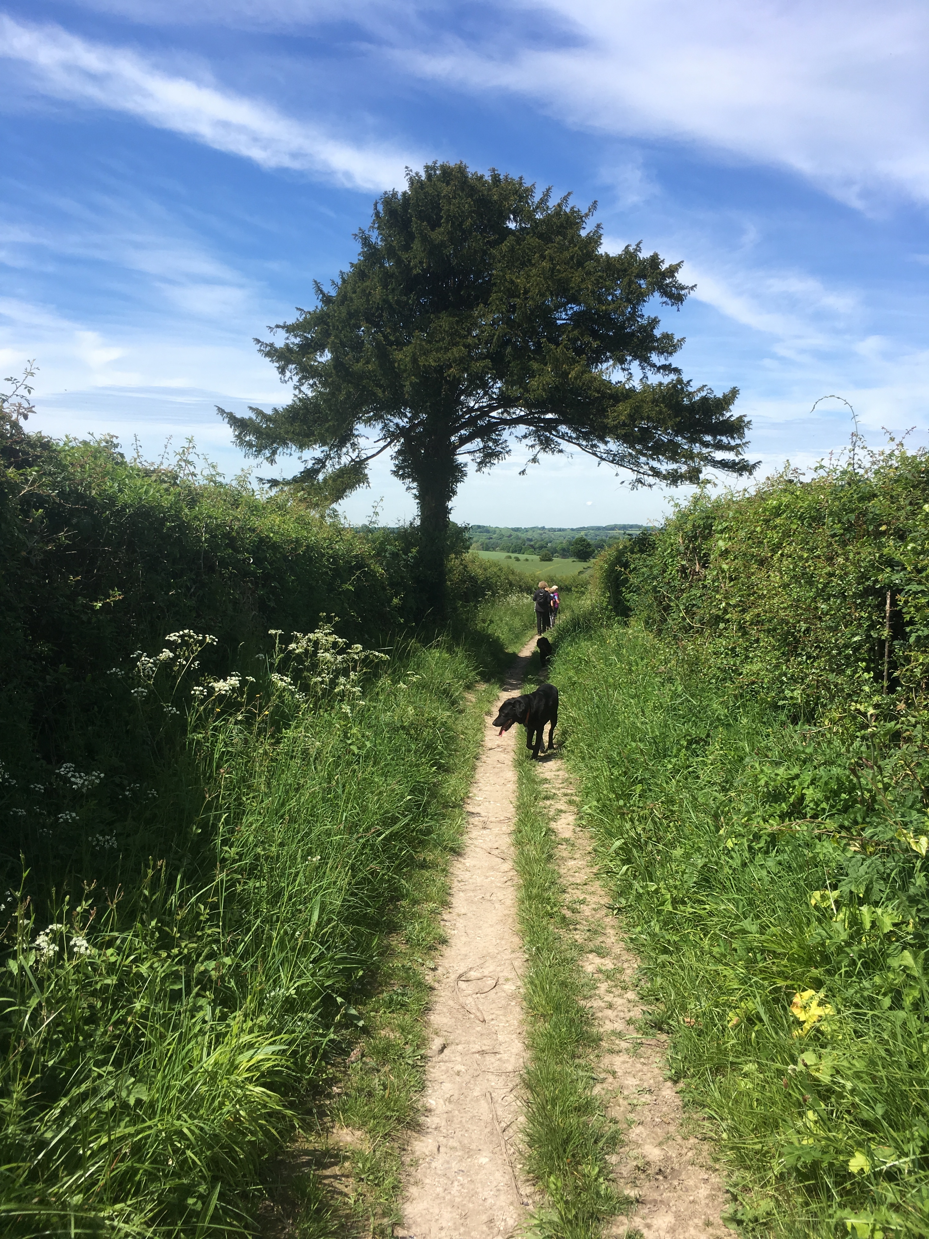 Twyford to Owslebury Circular Walk (Gear 1 to 2) - 6 miles