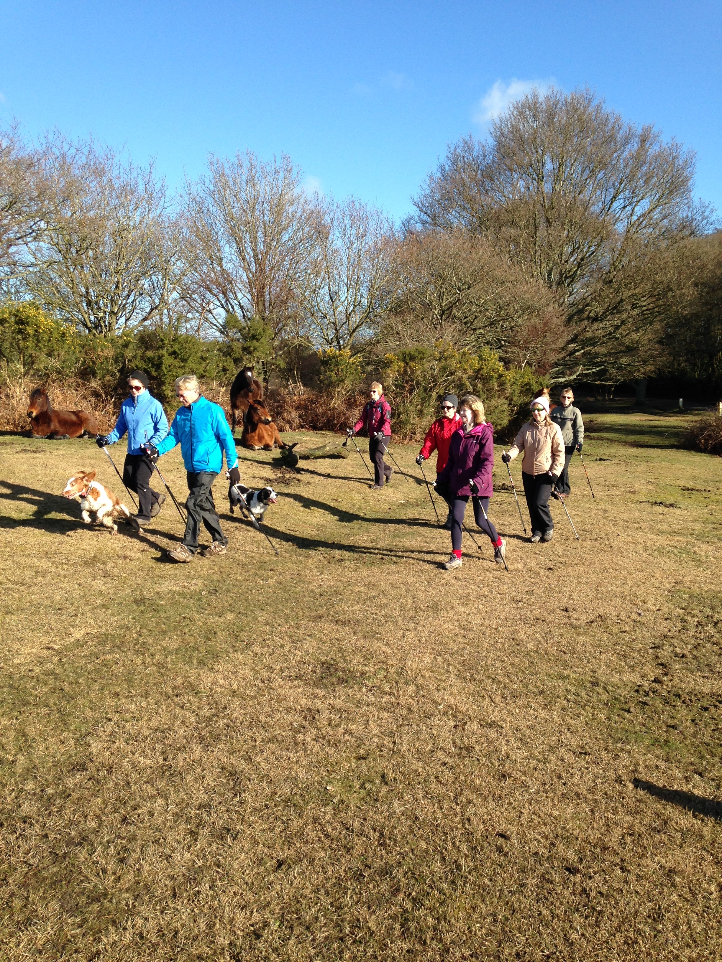 Wilverley Workout Walk