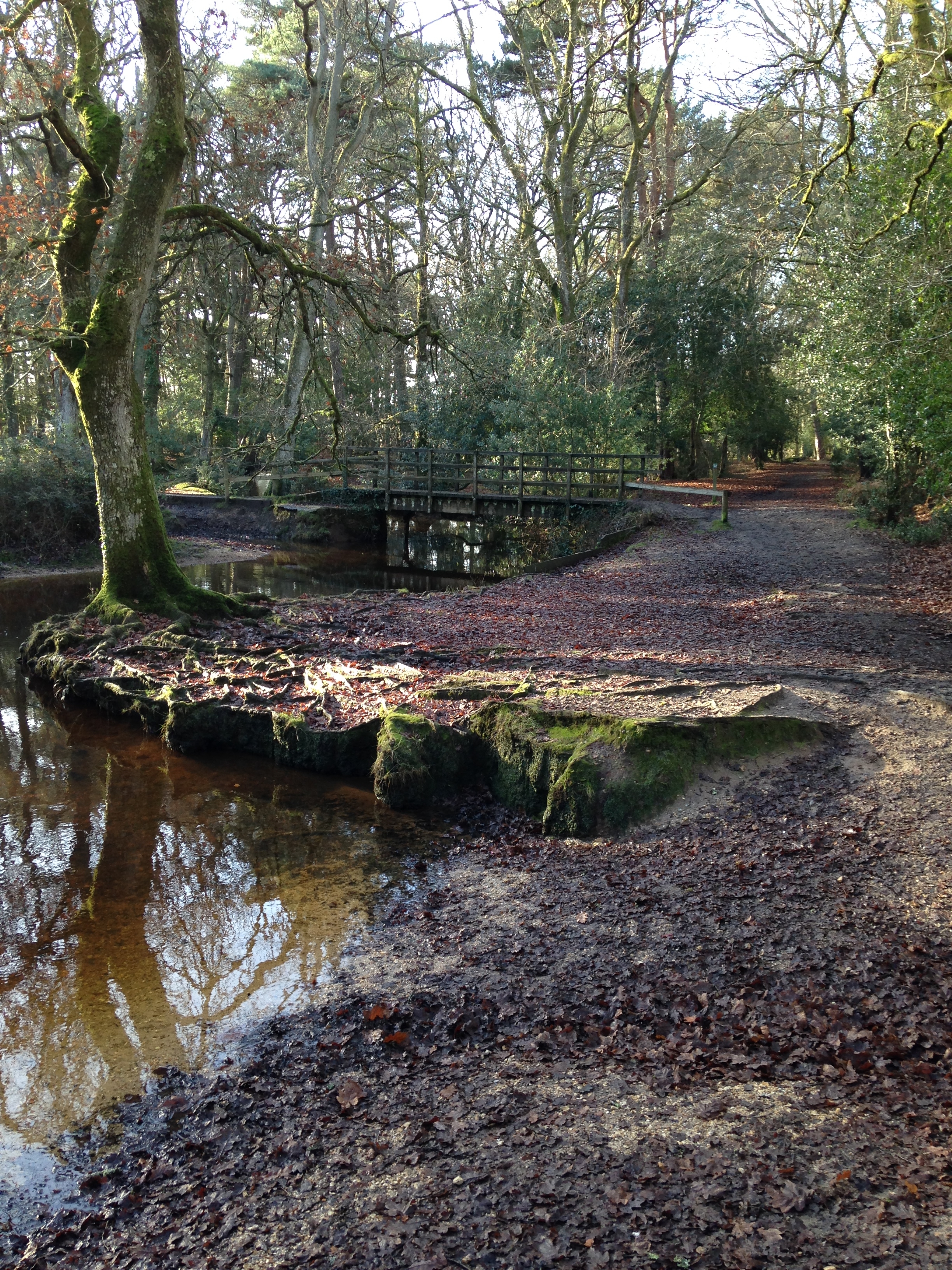 Wilverley Workout Walk